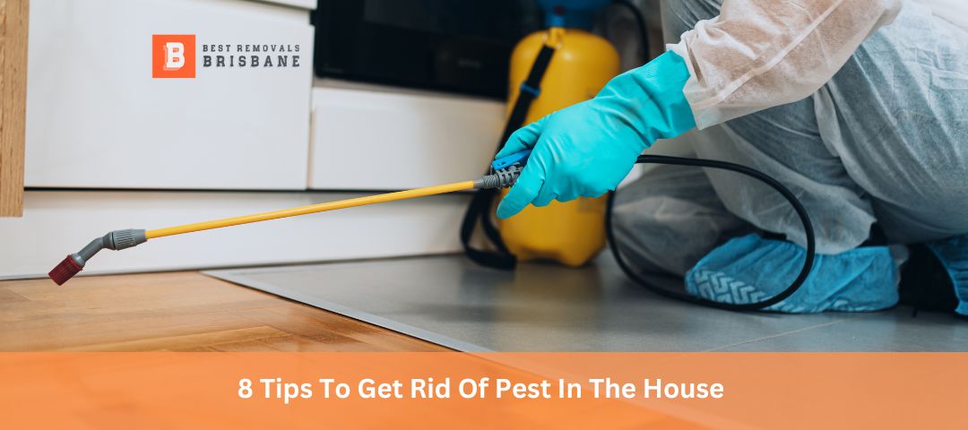 8-tips-to-get-rid-of-pest-in-the-house